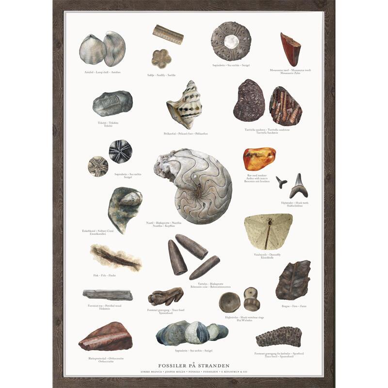 FOSSILS (FOSSILER) - POSTER A2, A2 POSTERS, €13.27, POSTERS / POSTERS ...